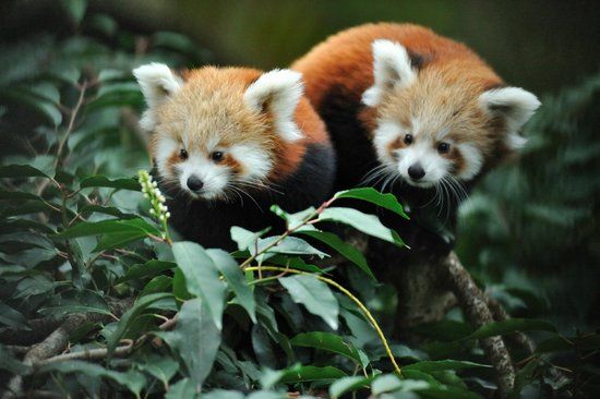 パリ植物園付属動物園